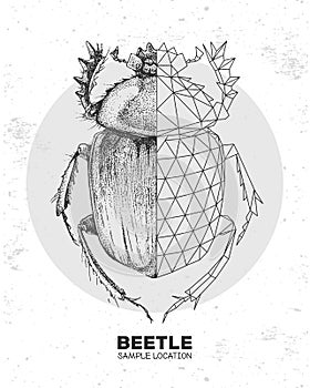 Realistic hand drawing and polygonal Scarabaeus beetle. Artistic Bug. Entomological  illustration