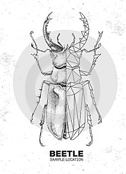 Realistic hand drawing and polygonal stag beetle. Artistic Bug. Entomological  illustration