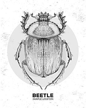 Realistic hand drawing Scarabaeus beetle. Artistic Bug. Entomological  illustration