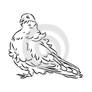 Realistic hand drawn dove. Vector illustration or element for your design. photo