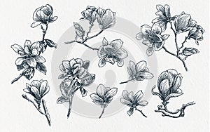 Realistic Hand drawn illustration magnolia flower elements