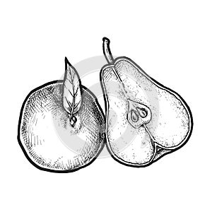 Realistic hand drawn pear and sliced fruit. Vector
