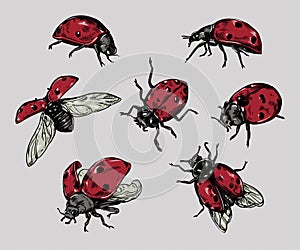 Realistic hand drawn vector ladybugs set