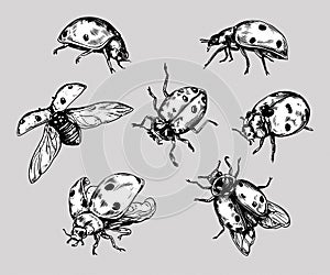 Realistic hand drawn vintage vector ladybugs set