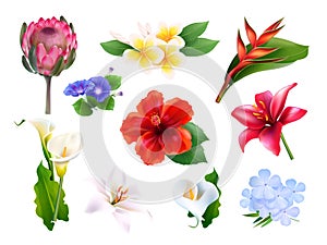 Realistic hawaii flowers. 3d tropical flowers exotic jungle plant collection, hibiscus protea plumeria callas tropics