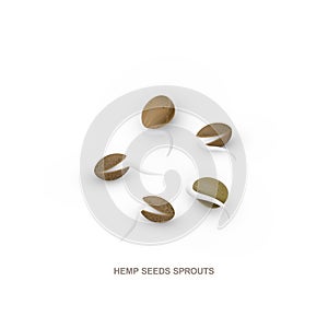 Realistic hemp seeds sprouts for healthy eating. Vector illustration isolated on white background.