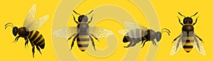Realistic honey bee insect set isolated on yellow
