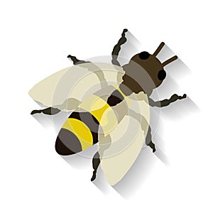 Realistic honey bee isolated on white background.