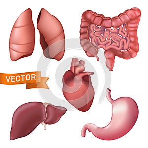 Realistic human anatomy internal organs set. 3d vector illustration of lungs, liver, stomach, kidney, heart, bowel isolated on a