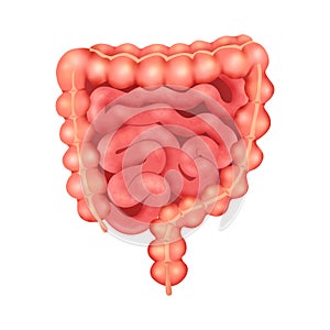 Realistic Human Bowel Composition