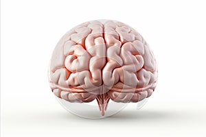 Realistic human brain isolated on white background concept of brain anatomy and functions