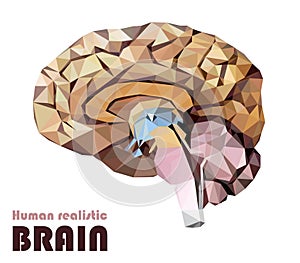 Realistic human brain in low poly. Colourful dissected brain. Br