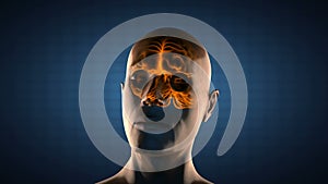 Realistic human brain radiography scan