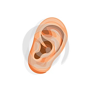 Realistic Human Ear Anatomy. Vector illustration design