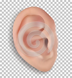 Realistic human ear isolated on transparent background. Beautiful 3d vector face part with funnel, earlobe, helix photo