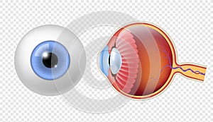 Realistic human eyeball. Eye retina structure, round iris texture, anatomy object close up front, and side view eyeballs photo