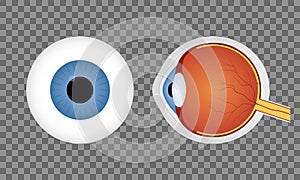 Realistic human eyeball on transparent background. Blue pupil. Front and side view of human eye. Vector