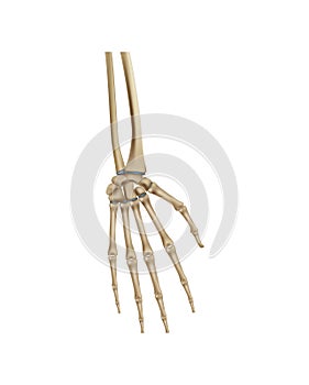 Realistic Hand Bones