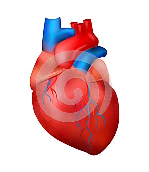 Realistic Human Heart Composition