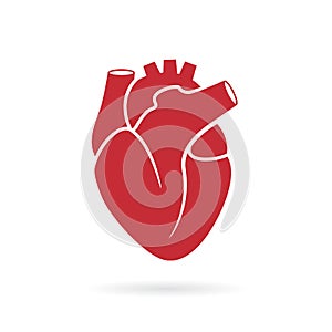 Realistic human heart vector icon