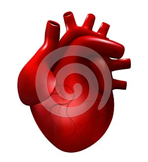 Realistic human heart vector illustration. 3d cardiology model isolated on white background. Red heart, internal organ