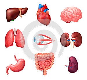 Realistic Human Internal Organs Anatomy Icon Set