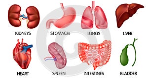 Realistic human internal organs icon set