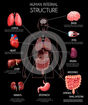 Realistic Human Internal Organs Infographics