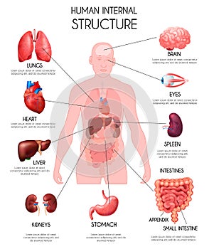 Realistic Human Internal Organs Infographics