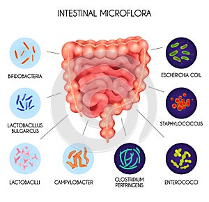 Realistic Human Internal Organs Intestinal Microflora Bacteria Infographic