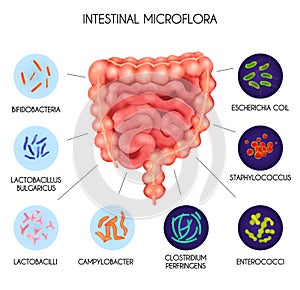 Realistic Human Internal Organs Intestinal Microflora Bacteria Infographic photo