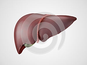 Realistic human liver illustration photo