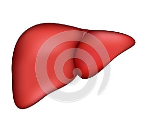 Realistic human liver. Vector medical illustration