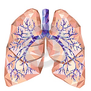 Human lungs with trachea, bronchus, bronchi, carina, in low poly