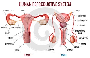 Realistic Human Reproductive System