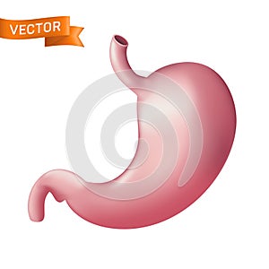 Realistic human stomach anatomical body part. Vector illustration of internal digestion organ system isolated on white background