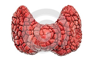 Realistic human thyroid, 3D rendering