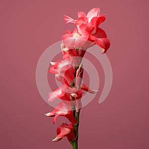Realistic Hyper-detailed Rendering Of A Gladiolus Flower