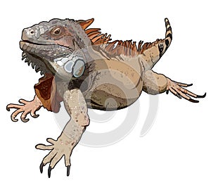 Realistic iguana in vector
