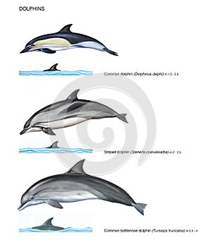 Realistic illustration of 3 species of dolphins