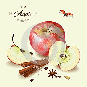 Realistic illustration of apple