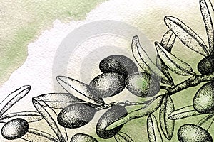 Realistic illustration of black and green olives branch isolated on watercolor background. Hand drawn graphic. Design for olive