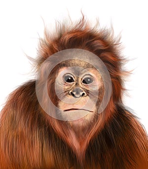 Realistic illustration of cute hairy monkey orangutang