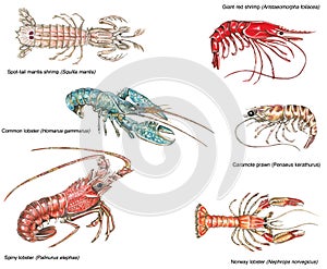 Scientific illustration of different crustaceans photo