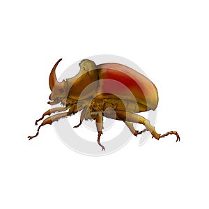 Realistic illustration of an european rhinoceros beetle