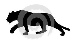 Realistic illustration of a feline, lion or panther, sneaking and hunting, vector photo