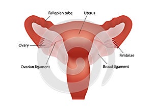 Realistic illustration of female human reproductive system with organs description on white background