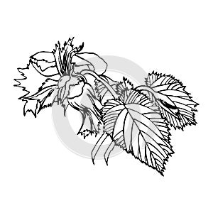 Realistic illustration of hazelnuts. Set of graphic hazelnuts elements, hand painted isolated on a white background.