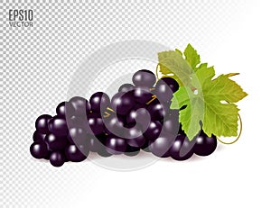 Realistic illustration of an isolated bunch of black grapes with green leaves. Vector illustration
