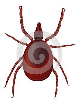 Realistic illustration of the Ixodida or ticks. Ixodes scapularis known as the deer tick or black-legged tick.